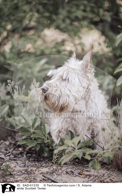 weier Scottish Terrier / white Scottish Terrier / SAD-01335