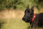 Scottish Terrier Portrait