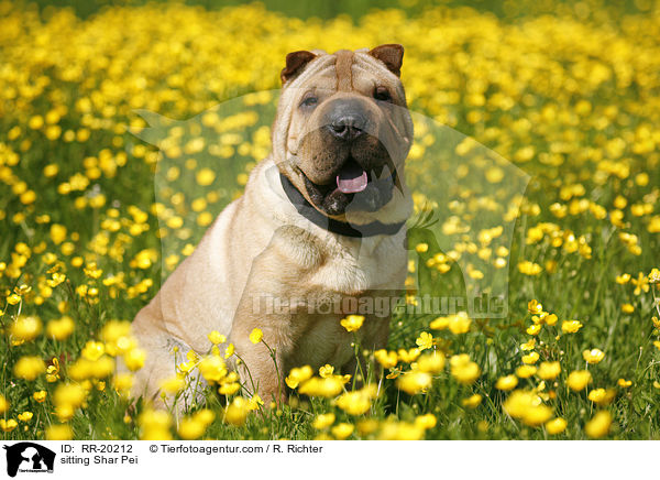 sitting Shar Pei / RR-20212