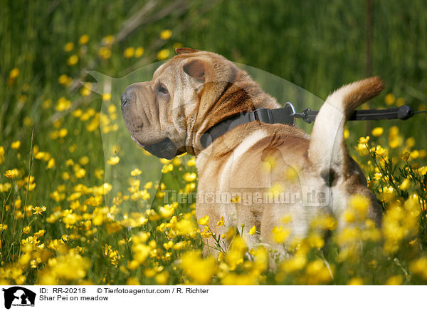 Shar Pei auf Wiese / Shar Pei on meadow / RR-20218