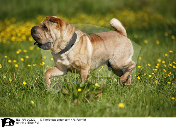 rennender Shar Pei / running Shar Pei / RR-20222
