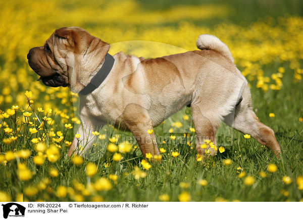 rennender Shar Pei / running Shar Pei / RR-20224