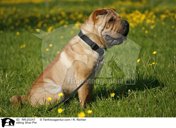 sitzender Shar Pei / sitting Shar Pei / RR-20247