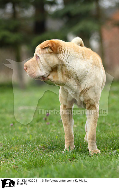 Shar Pei / Shar Pei / KMI-02261