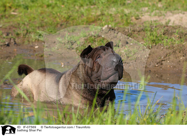 badender Shar Pei / bathing Shar Pei / IF-07569