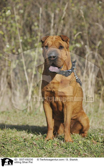 sitzender Shar Pei / sitting Shar Pei / SST-09230