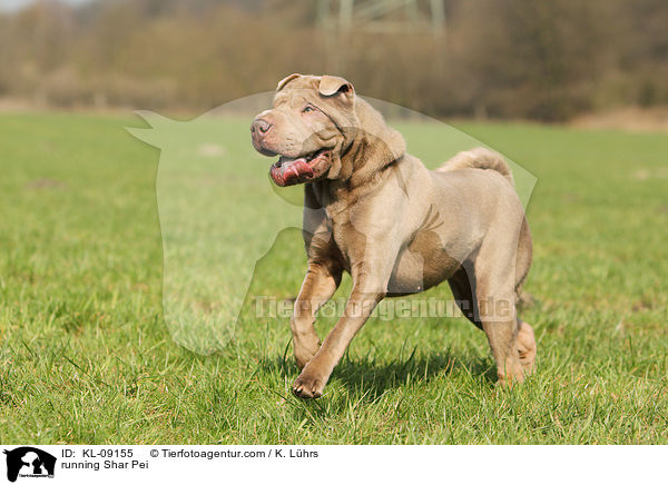 rennender Shar Pei / running Shar Pei / KL-09155