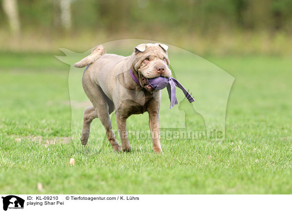 spielender Shar Pei / playing Shar Pei / KL-09210