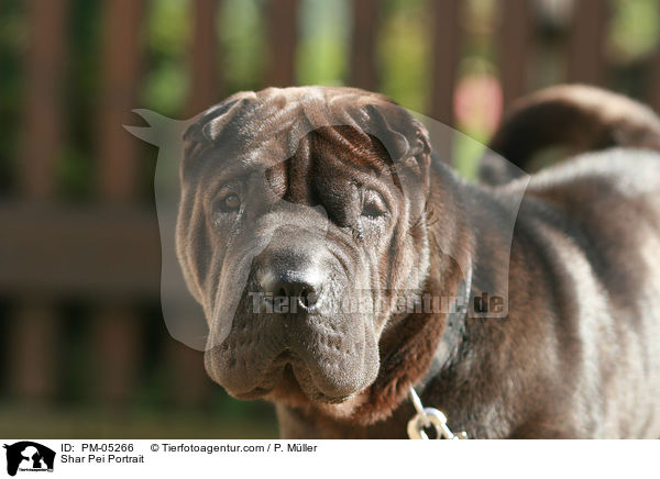 Shar Pei Portrait / Shar Pei Portrait / PM-05266