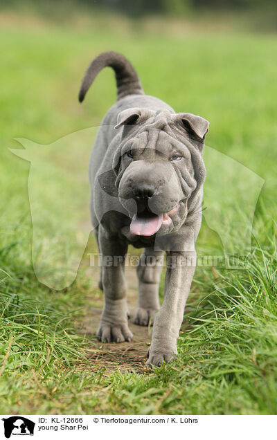 junger Shar Pei / young Shar Pei / KL-12666