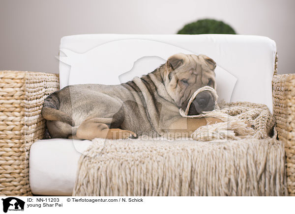 junger Shar Pei / young Shar Pei / NN-11203
