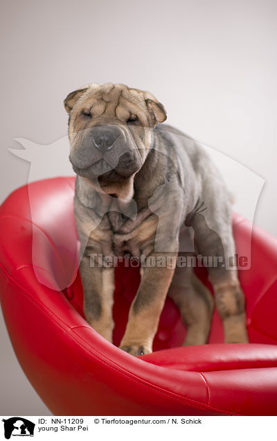 junger Shar Pei / young Shar Pei / NN-11209