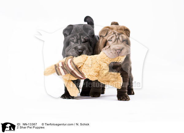 2 Shar Pei Welpen / 2 Shar Pei Puppies / NN-13367