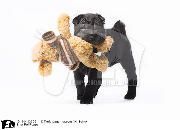 Shar Pei Welpe / Shar Pei Puppy / NN-13369