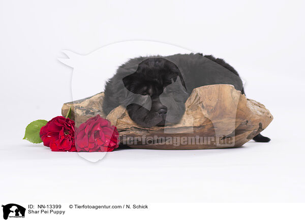 Shar Pei Welpe / Shar Pei Puppy / NN-13399