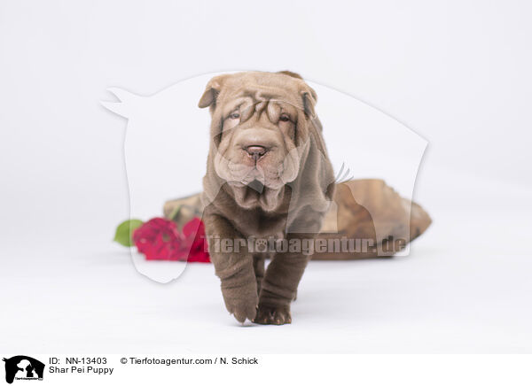 Shar Pei Welpe / Shar Pei Puppy / NN-13403