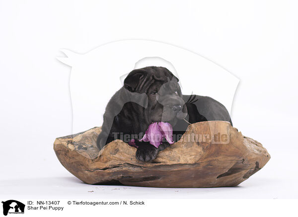 Shar Pei Welpe / Shar Pei Puppy / NN-13407
