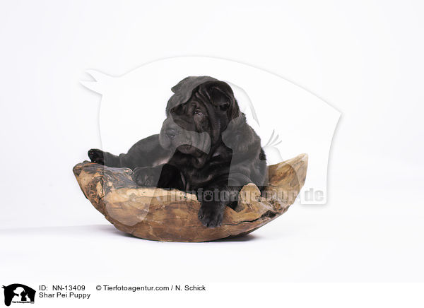 Shar Pei Welpe / Shar Pei Puppy / NN-13409