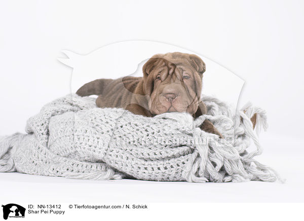 Shar Pei Welpe / Shar Pei Puppy / NN-13412