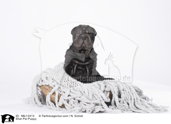 Shar Pei Welpe / Shar Pei Puppy / NN-13413