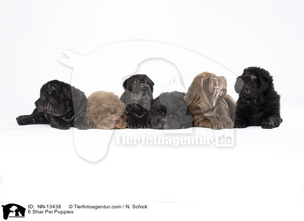 6 Shar Pei Welpen / 6 Shar Pei Puppies / NN-13438