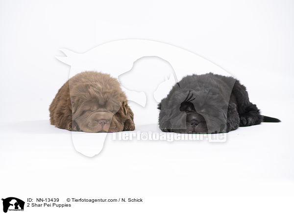 2 Shar Pei Welpen / 2 Shar Pei Puppies / NN-13439