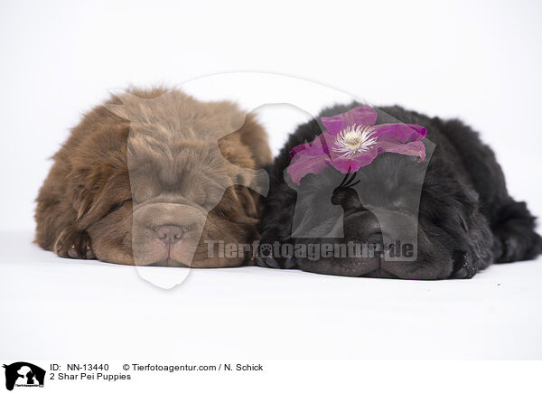 2 Shar Pei Welpen / 2 Shar Pei Puppies / NN-13440