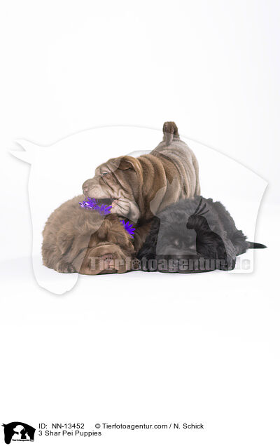 3 Shar Pei Welpen / 3 Shar Pei Puppies / NN-13452