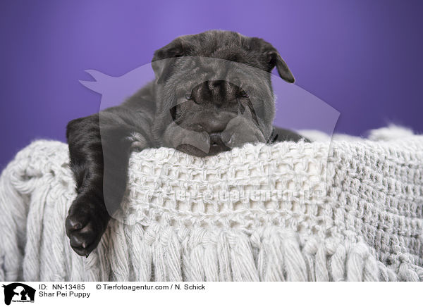 Shar Pei Welpe / Shar Pei Puppy / NN-13485