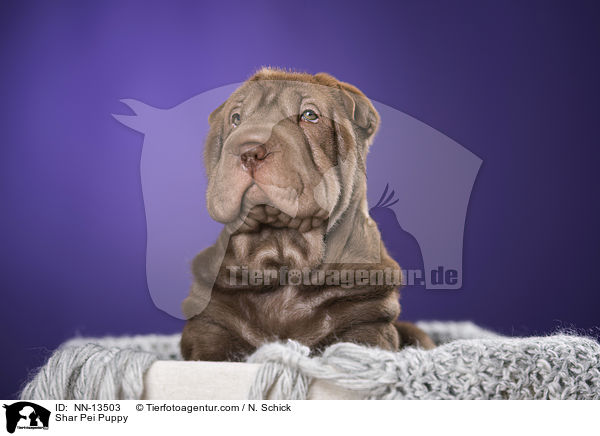 Shar Pei Welpe / Shar Pei Puppy / NN-13503