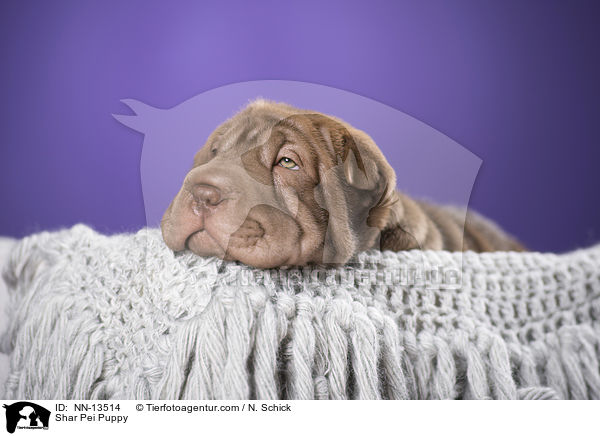 Shar Pei Welpe / Shar Pei Puppy / NN-13514