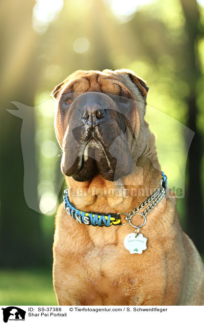 Shar Pei Portrait / Shar Pei Portrait / SS-37388