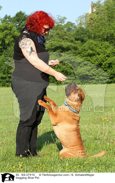 Shar Pei macht Mnnchen / begging Shar Pei / SS-37410