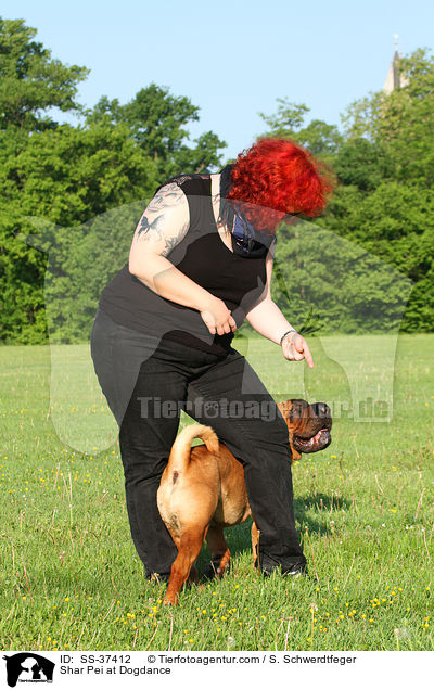 Shar Pei beim Dogdance / Shar Pei at Dogdance / SS-37412