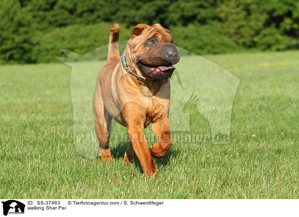 laufender Shar Pei / walking Shar Pei / SS-37463