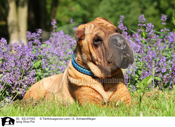 liegender Shar Pei / lying Shar Pei / SS-37493