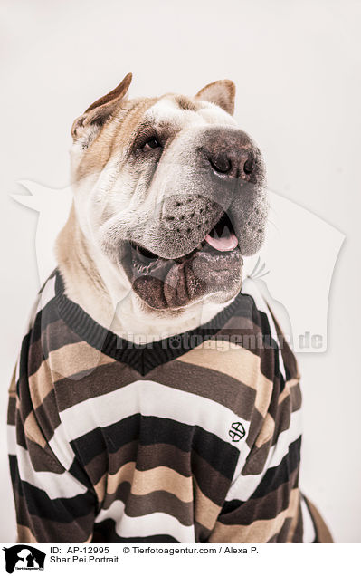 Shar Pei Portrait / Shar Pei Portrait / AP-12995