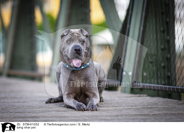 liegender Shar Pei / lying shar pei / STM-01052