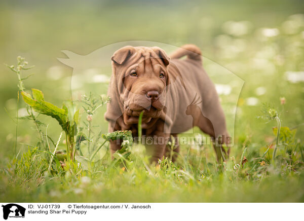 stehender Shar Pei Welpe / standing Shar Pei Puppy / VJ-01739