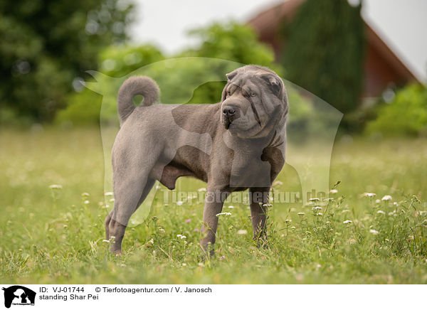 stehender Shar Pei / standing Shar Pei / VJ-01744