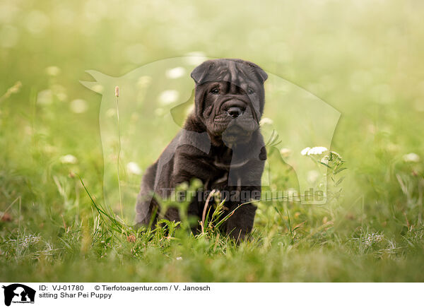 sitzender Shar Pei Welpe / sitting Shar Pei Puppy / VJ-01780