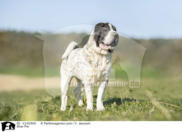 Shar Pei / Shar Pei / VJ-03500
