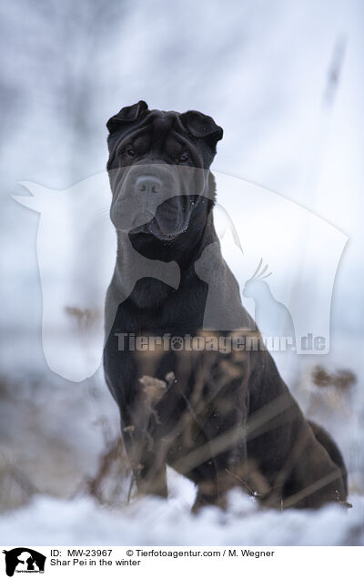 Shar Pei im Winter / Shar Pei in the winter / MW-23967
