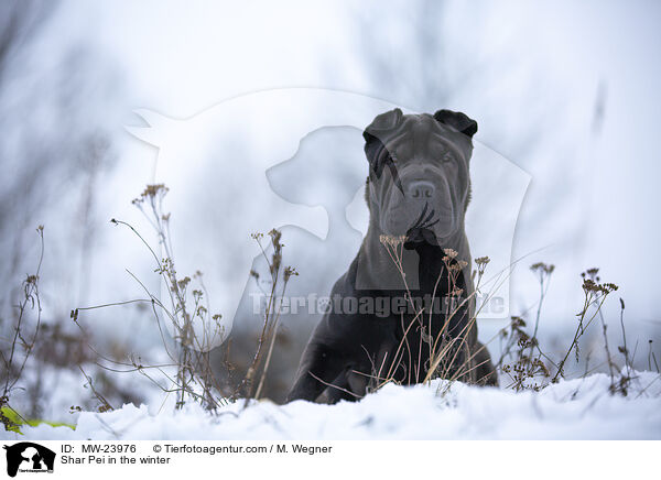 Shar Pei im Winter / Shar Pei in the winter / MW-23976