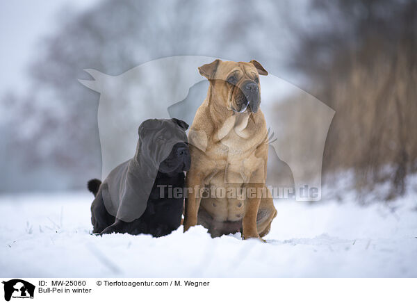 Bull-Pei in winter / MW-25060