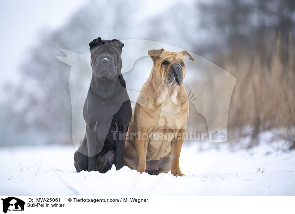 Bull-Pei im Winter / Bull-Pei in winter / MW-25061