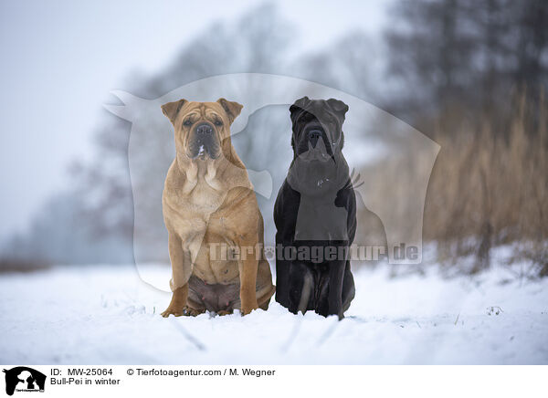 Bull-Pei im Winter / Bull-Pei in winter / MW-25064
