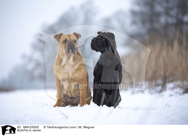 Bull-Pei im Winter / Bull-Pei in winter / MW-25065
