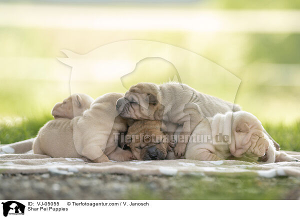 Shar Pei Puppies / VJ-05055