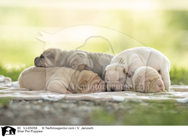 Shar Pei Puppies / VJ-05058